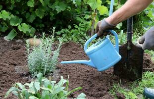 A male senior gardener waters a newly planted lavender bush in a flowerbed in the garden in summer. A hand in a glove with a watering can - close-up, horizontal photo. photo