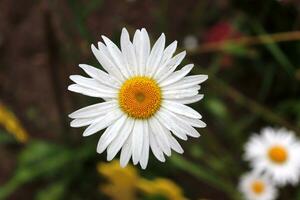 Garden chamomile with drops on petals after rain against the background of earth and grass and other daisies. Horizontal macro photo