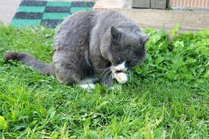 A gray cat washes itself on grass at the porch of a village house, licks its front paw. Horizontal photo, close-up photo