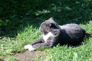 A gray cat, with its front paws drawn out, lies on the grass on a sunny day and looks into the distance. Horizontal photo, close-up photo