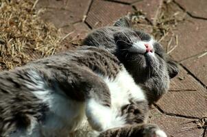 A gray cat sleeps in the summer sun on its back on the path in the yard, with its paw raised. Horizontal photo, close-up photo