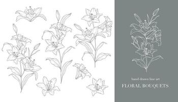 lirio flor línea Arte. lirios ramos de flores línea Arte. multa línea lirios preparativos mano dibujado ilustración. contorno hojas y flores botánico colorante página. contorno lirio aislado en blanco vector