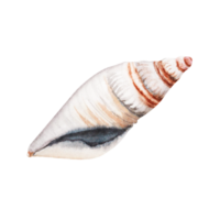 aquarelle coquillage illustration isolé sur transparent Contexte. main tiré conception élément parfait pour cartes, bannières, motifs et invitations. png