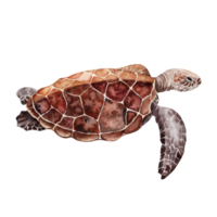 tropical arrecife mar tortuga. mano dibujado acuarela ilustración en transparente antecedentes. hermosa aislado diseño elemento para tarjetas, pancartas y invitaciones parte de arrecife elemento colocar. png