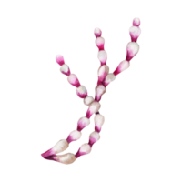 Hand drawn watercolor illustration of a soft pink seaweed. Colorful reef underwater design element isolated on transparent background. png