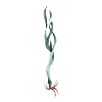 Aquarell Illustration von ein Grün Wasser Pflanze mit Wurzeln isoliert auf transparent Hintergrund. Hand gezeichnet Design Element. png