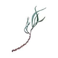 Watercolor illustration of a green water plant with roots isolated on transparent background. Hand drawn design element. png
