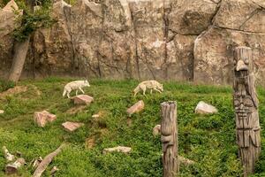 Two wolves in a zoo walk around the territory photo