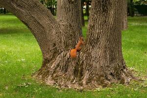 Red squirrel in the park with a nut in its mouth. Cute squirrel photo
