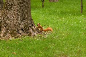 Red squirrel in the park with a nut in its mouth. Cute squirrel photo