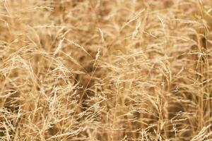 Golden grass background. Autumn grass texture photo