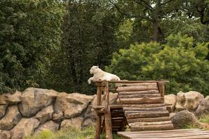 White tiger rests and looks into the distance. photo