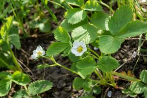 Strawberry flowers on the ground in the garden. Close-up. photo