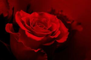 Red rose on a red dark background illuminated by red light, Valentine's Day concept. photo