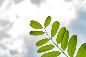 Green leaves on sky background with copy space for text or design. photo