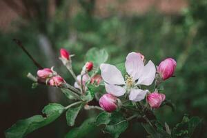 hermosa rosado flores de un manzana árbol en un verde antecedentes. foto
