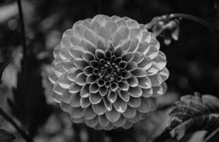 Black and white dahlia flower in monochrome tone. photo