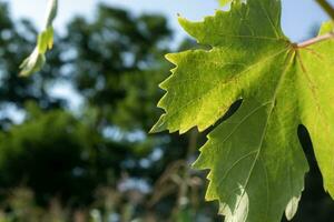 Yellowing green single grape leaf closeup. Autumn soon. Backdrop photo