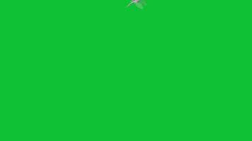 Doves Flying Green Screen Animations video