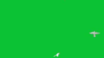 Doves Flying Green Screen Animations video