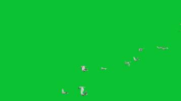 Doves Flying Green Screen Animations video