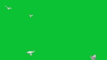 Doves Flying Green Screen Animations video