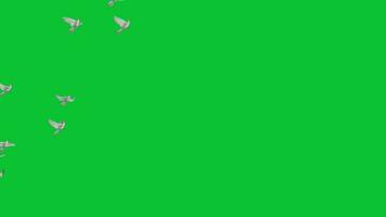 Doves Flying Green Screen Animations video