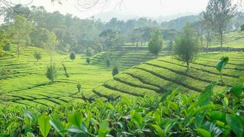 Sukawana tea garden is a beautiful green landscape located in West Bandung, West Java. photo