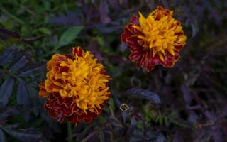 Autumn concept. Flowering of black-cut, marigolds in the autumn garden on a sunny day. photo