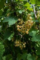 Ripe white currants in the garden. photo