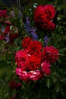 Beautiful roses on dark background. Lush bush of pink roses with dark vignette photo