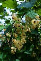 Ripe white currants in the garden. photo