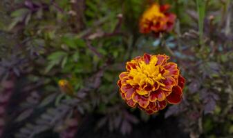 Autumn concept. Flowering of black-cut, marigolds in the autumn garden on a sunny day. photo