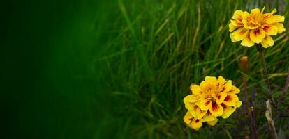 Autumn concept. Flowering of black-cut, marigolds in the autumn garden on a sunny day. photo