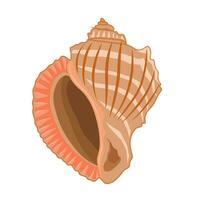 Vector cartoon illustration of colorful seashells on white background.