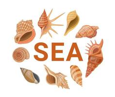 Vector cartoon banner template for sea theme of colorful seashells on white background.