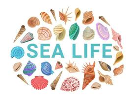 Vector cartoon banner template for sea theme of colorful seashells on white background.