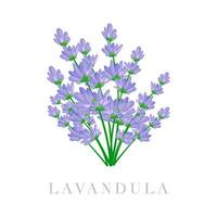 Bouquet of Lavandula vector