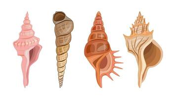 Collection of vector cartoon illustration of colorful seashells on white background.