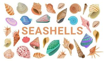 Vector cartoon banner template for sea theme of colorful seashells on white background.