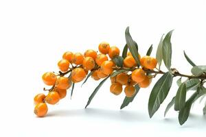 Sea buckthorn on background. Juicy orange cherry, fresh and sweet. Generated AI. photo