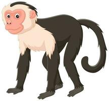 Cute capuchin monkey cartoon isolated on white background. Vector illustration