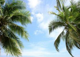 Green leave of coconut palm tree background photo