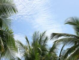 Green leave of coconut palm tree background photo