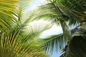 Green leave of coconut palm tree background photo