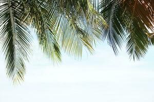 Green leave of coconut palm tree background photo