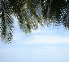 Green leave of coconut palm tree background photo