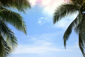 Green leave of coconut palm tree background photo