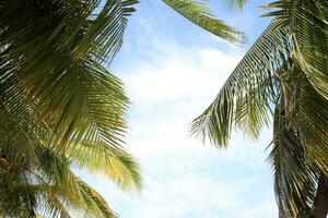 Green leave of coconut palm tree background photo