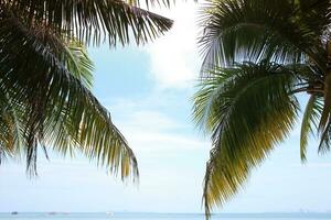 Green leave of coconut palm tree background photo